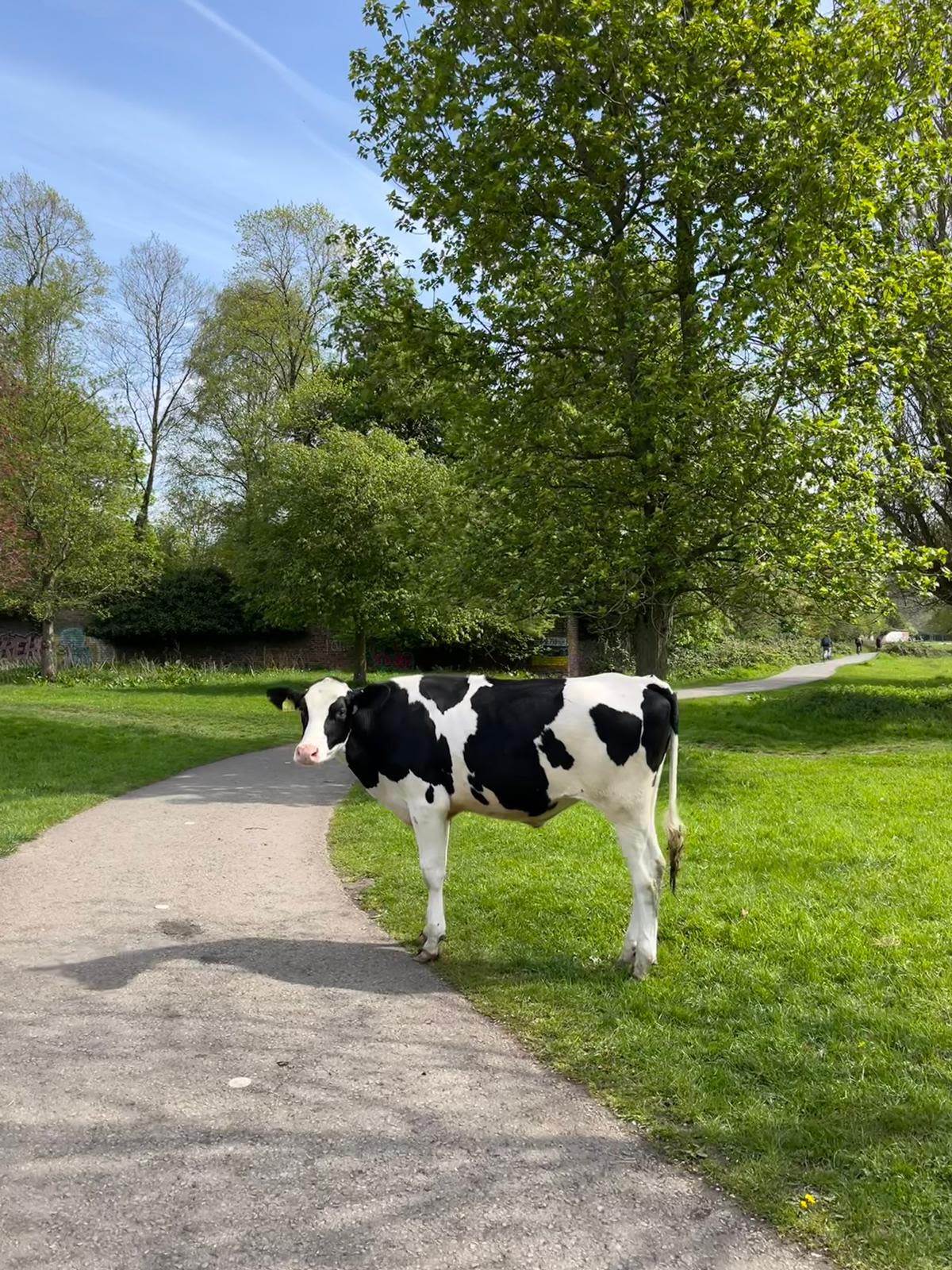 A cow is seen on bright green grass, next to a footpath